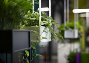 plante artificielle